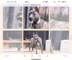 Small #6 American Pit Bull Terrier-German Shepherd Dog Mix
