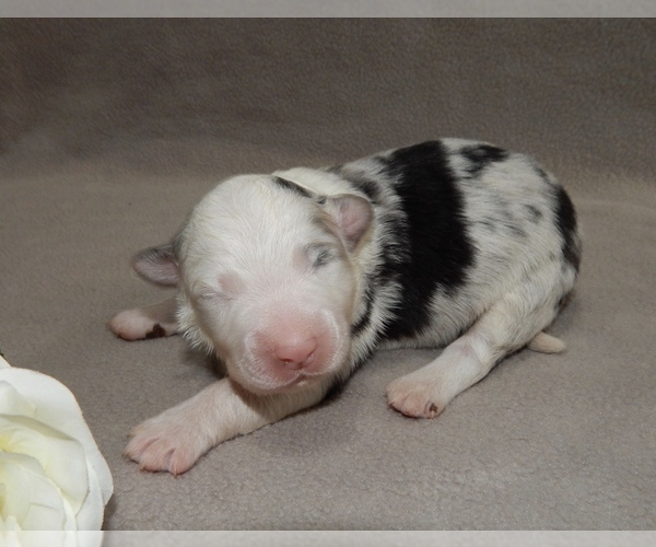 Medium Photo #2 Australian Shepherd Puppy For Sale in EAST CANTON, OH, USA