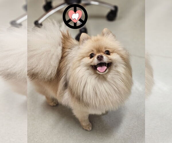Medium Photo #1 Pomeranian Puppy For Sale in Lebanon, PA, USA