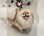 Small Pomeranian