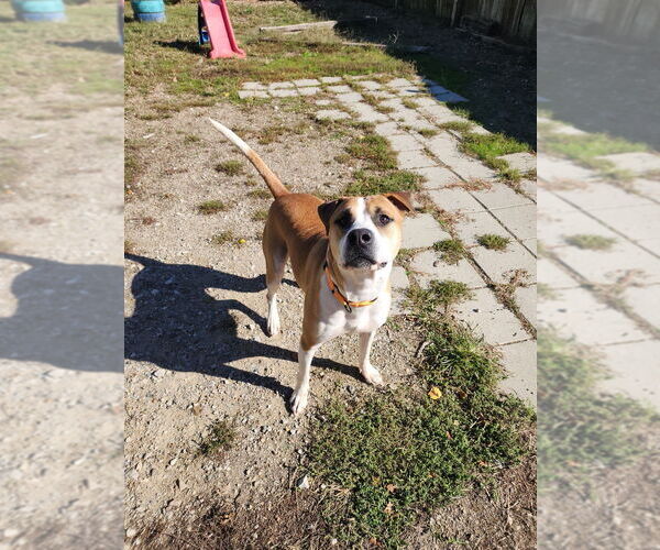 Medium Photo #3 American Pit Bull Terrier-Unknown Mix Puppy For Sale in Evansville, IN, USA