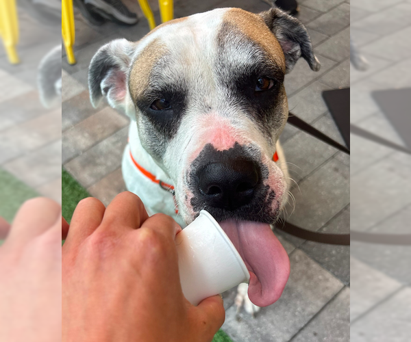 Medium Photo #4 American Bulldog-Unknown Mix Puppy For Sale in Decatur, GA, USA