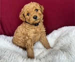 Puppy Black Goldendoodle (Miniature)
