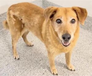Basenji Dogs for adoption in Houston, TX, USA