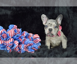 French Bulldog Puppy for sale in IVA, SC, USA