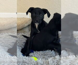 Sheprador Dogs for adoption in Dana Point, CA, USA