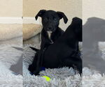 Small Sheprador