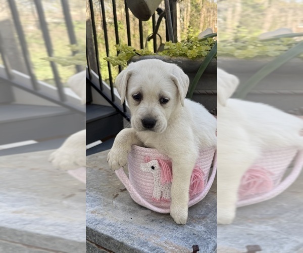 Medium Photo #3 Labrador Retriever Puppy For Sale in GREER, SC, USA