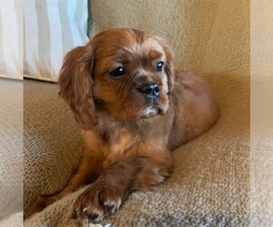 Medium Cavalier King Charles Spaniel