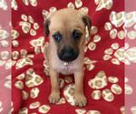Small #3 Chihuahua Mix