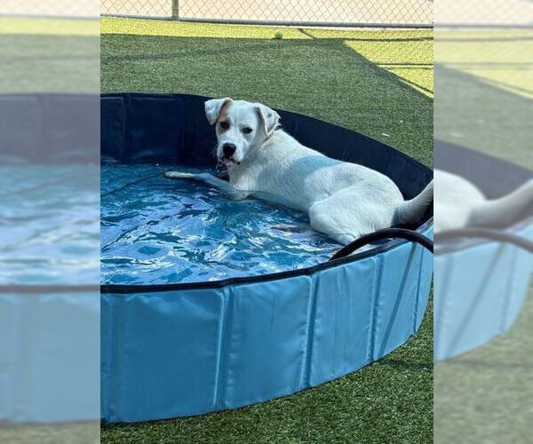 Medium Photo #3 Retriever -Unknown Mix Puppy For Sale in NEWPORT NH, NH, USA