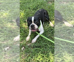 Mother of the Boston Terrier puppies born on 10/07/2026