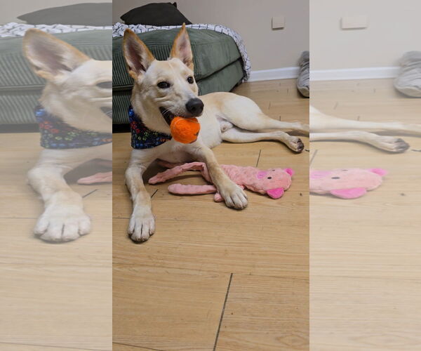 Medium Photo #6 Mutt Puppy For Sale in Rockaway, NJ, USA