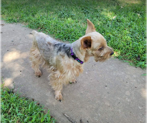 Medium Photo #2 Mutt Puppy For Sale in Cranston, RI, USA