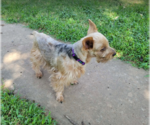 Small #1 Mutt