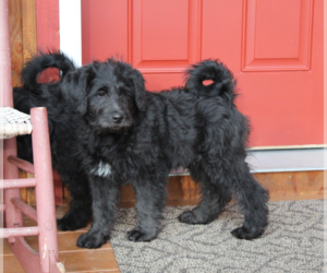 Norwegian Elkhound-Poodle (Standard) Mix Puppy for sale in PALMER, AK, USA