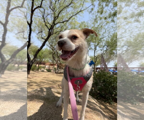 Medium Photo #6 Mutt Puppy For Sale in Queen Creek, AZ, USA