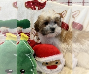 Zuchon Puppy for Sale in SYLMAR, California USA