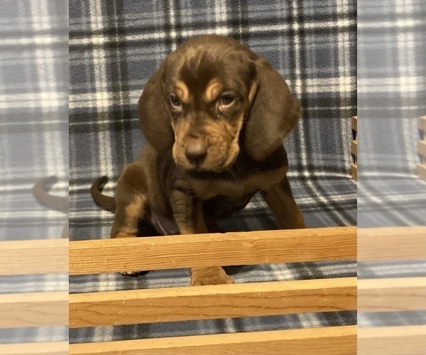 Medium Photo #5 Bloodhound Puppy For Sale in FORT MORGAN, CO, USA