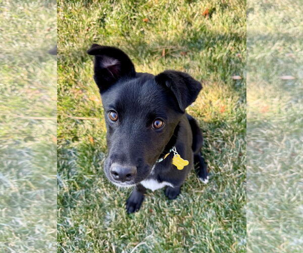 Medium Photo #1 Labrador Retriever-Unknown Mix Puppy For Sale in Sandy, UT, USA