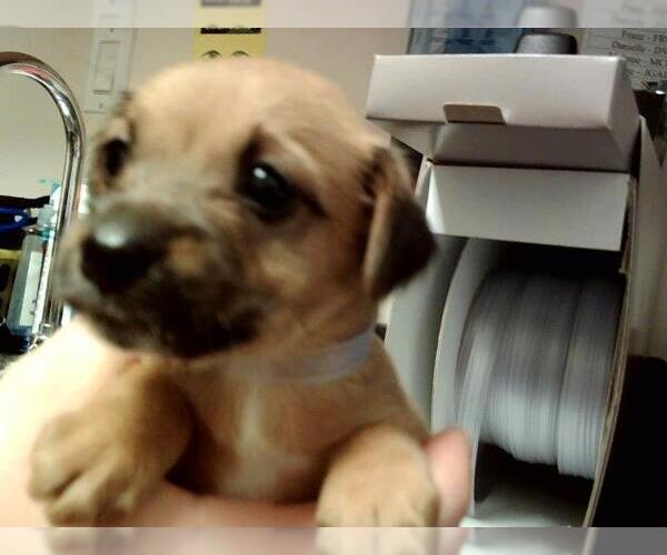 Medium Photo #1 Mutt Puppy For Sale in Martinez, CA, USA
