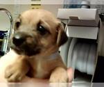 Small Mutt