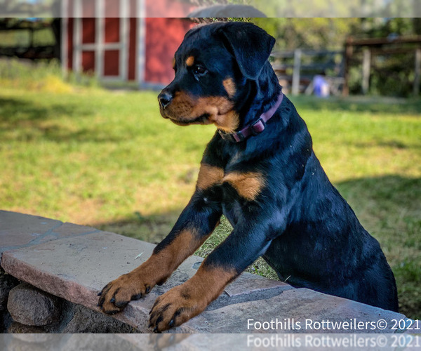 Medium Photo #5 Rottweiler Puppy For Sale in NEWCASTLE, CA, USA
