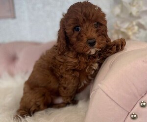 Cavapoo Puppy for sale in STUART, FL, USA