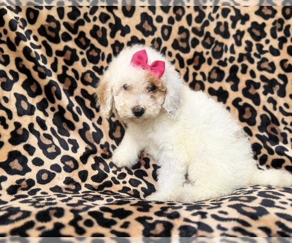 Medium Photo #8 Goldendoodle (Miniature) Puppy For Sale in LAKELAND, FL, USA
