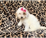 Small #7 Goldendoodle (Miniature)