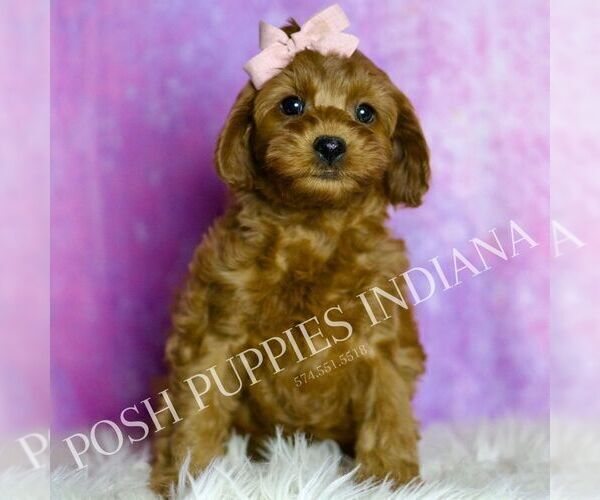 Medium Photo #15 Cavapoo (Miniature) Puppy For Sale in WARSAW, IN, USA