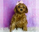 Small Photo #15 Cavapoo (Miniature) Puppy For Sale in WARSAW, IN, USA