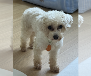 Poodle (Miniature) Dogs for adoption in Brooklyn, NY, USA