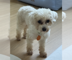 Small Poodle (Miniature)