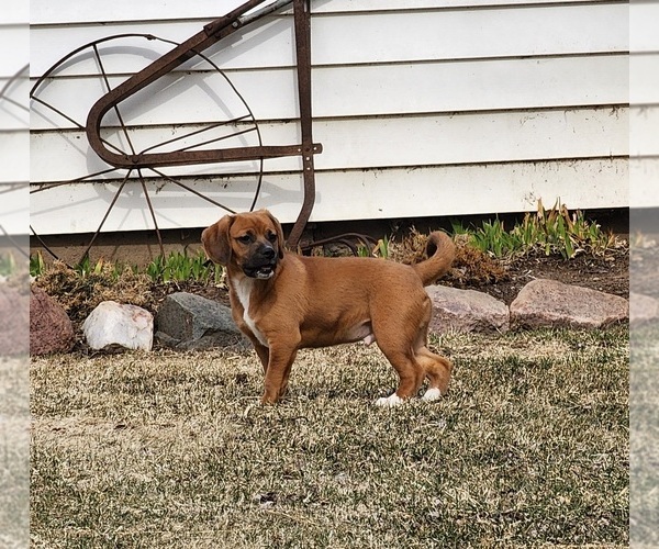 Medium Photo #3 Puggle Puppy For Sale in GREENWOOD, WI, USA