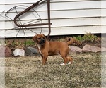 Small #2 Puggle