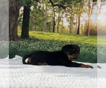Small Photo #6 Rottweiler Puppy For Sale in MADERA, CA, USA