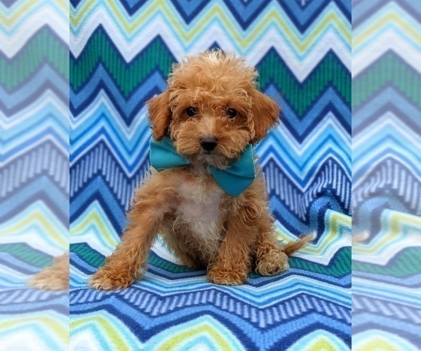 Medium Photo #6 Poodle (Toy) Puppy For Sale in KINZERS, PA, USA