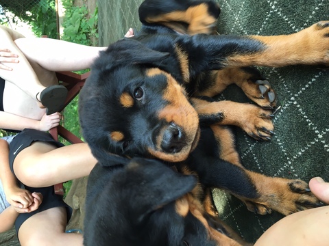 Medium Photo #1 Rottweiler Puppy For Sale in STAFFORD SPRINGS, CT, USA