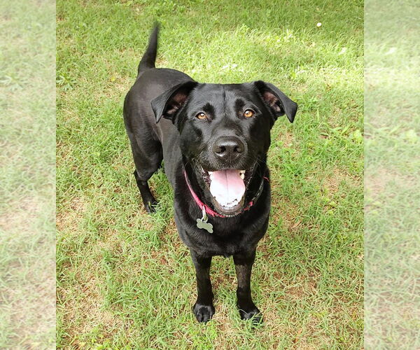 Medium Photo #3 Mutt Puppy For Sale in Arlington, VA, USA