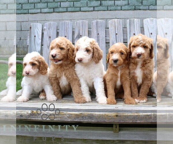 Medium Photo #2 Goldendoodle Puppy For Sale in NARVON, PA, USA