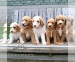 Small #1 Goldendoodle