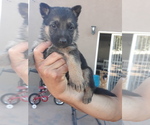 Small Photo #1 German Shepherd Dog Puppy For Sale in ALBUQUERQUE, NM, USA