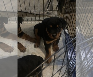 Rottweiler Puppy for sale in GALENA, MO, USA