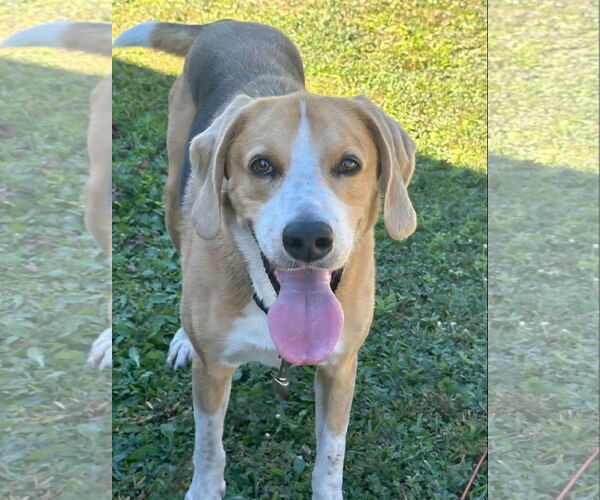 Medium Photo #1 Treeing Walker Coonhound Puppy For Sale in Tampa, FL, USA