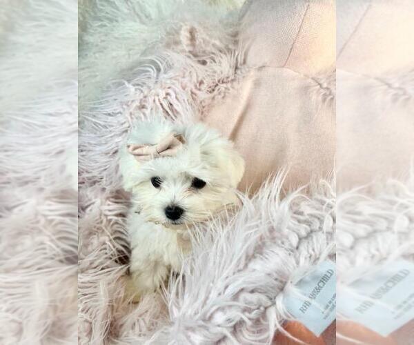 Medium Photo #17 Maltese Puppy For Sale in FORT LAUDERDALE, FL, USA