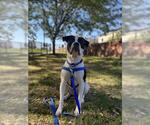 ROONEY - Male American Bulldog-Unknown Mix Dog for Adoption - Small photo