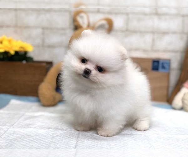 Medium Photo #4 Pomeranian Puppy For Sale in LOS ANGELES, CA, USA