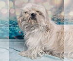Small #1 Shih Tzu Mix