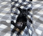 Puppy 4 French Bulldog
